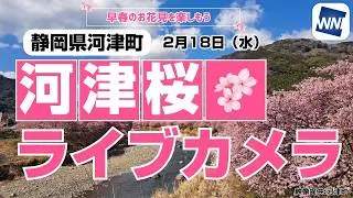 【桜ライブカメラ2026】河津桜／「静岡県河津町」ライブカメラより/Cherry Blossom Live Camera　 2026年2月18日(水)  #桜  #さくら #河津桜