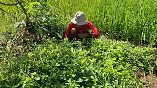 NO TOOLS NEEDED! GENIUS WAY TO REMOVE WEEDS FROM PEANUT PLANTS BY HAND - Agriculture Farming