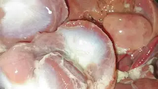 🐔Cleaning Chicken Liver #satisfying  🐔JEANIE MARIANO is live!