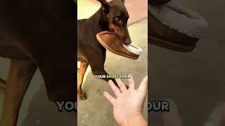 Dobermans Are Not What You Think!