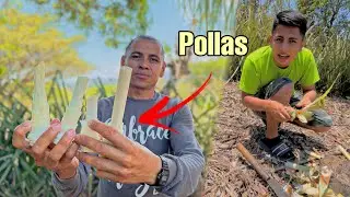 Sacando Pollas y Motates del Piñal en Los Perazas| *Vida de Campo* 4/22