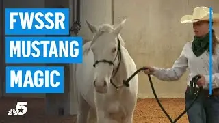 Mustang Magic spreads awareness for horse breed | NBC DFW