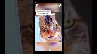 Gangster cats#gangster #cats #catvideos