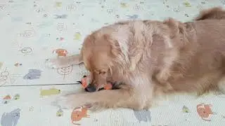 retriever zippy paws dog toy