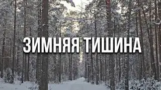 Зимняя тишина. Песня.#зима #музыка #лес #winter #music #forest #talv #muusika #mets #song #nature