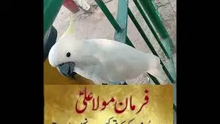 Hazrat Ali RA Ka Farman ||hazrat ali quotes || Hazrat Ali RA Aqwal