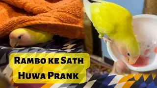 Rambo ke Sath Huwa Prank 😂 - Hand Tame Love Bird Lutino - Birds Vlog