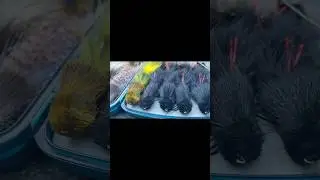 Лучшие стримеры для ловли дикой форели! (Совет по нахлысту)
