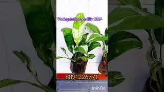 Plant sale #gardening #garden #gardenplants #plantsforsale #plants #houseplants