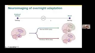 Dr. Rick Wassing: Restless REM sleep in insomnia