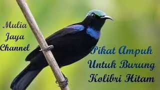 Suara pikat burung kolibri Hitam. ENDKAG