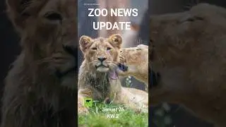 Zoo News Update KW 2 | Januar 2026 #zoo #panda #koala #berlin #animals #2026 #wildlife