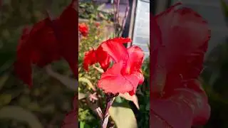 Petals painted with passion#cannalily #flowers #garden #beauty