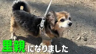 飼育放棄された子を里親として引き取りました。