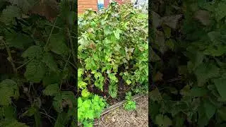 Allotment blackcurrents, i need to cut them back #allotmentlife #gardening #garden