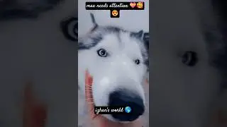 #music #automobile #live #cat #beautifulkitti #lovesongs #kitten #kitti #catlover #alaskanhusky