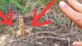 A COLD MONGOOSE GREETS ME ☆ ADOPT MONGOOSES ☆ MONGOOSE MAGIC MOMENTS