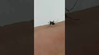 After blood feeding (Aedes aegypti) Kan emdikten sonra (Aedes aegypti)