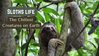 Sloth Life: The Chillest Creatures on Earth EP.15 #slothlife #slothsofinstagram #slothlove