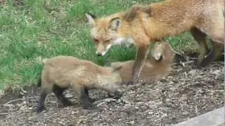 Red Fox nursing her 3 kits in my backyard in Morris County, NJ