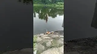 Selamat datang di Cannel PAMAN JUNIOR Channel para pecinta mancing #shortvideo #mancing