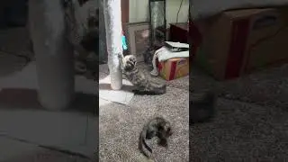 Playtime is the best time with the WujiKitties #Wujikitty #shortsvideo