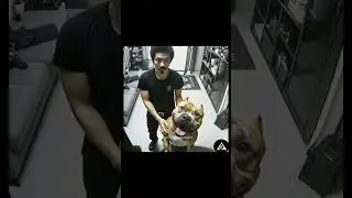 Dog Shenanigans #memes #shorts #dogs