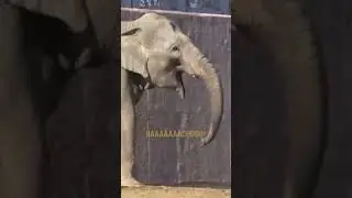 Elephant Sneeze  #facts #wildlife #didyouknow #elephant #wildanimalfacts #funny