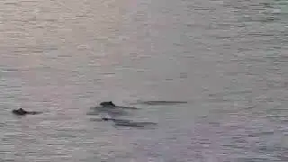 A Group of Harbour Porpoise Porpoising