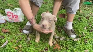 xl tri bully - xxl tricolor pitbull - tri color extreme bully pit - tri-color bully - Mr Boo