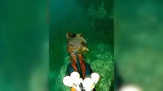 When You Limit out While Spearfishing... #shorts