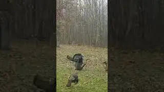 Tacticam footage of turkeys gettin it. Season hurry up. Turkey season