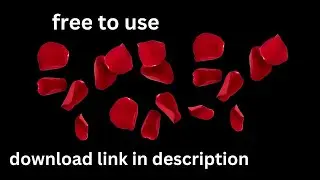 Loopable Rose Petals Falling on Black  background &ndash; Valentine's day screensaver | Free to Use