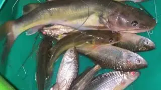 I came to cast a net to catch fish in the river