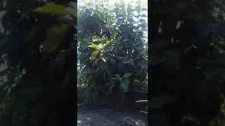 Redness of teak leaves