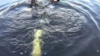 Onze motor op duiken