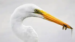 The Optics of Wakulla Springs Full HD 1080p MEDIUM FR30