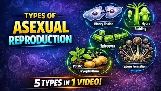 Asexual Reproduction – All Types Explained | Class 10 Biology NCERT