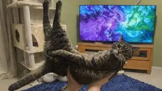 This Is Your Weekly Dose of Cats Week 10