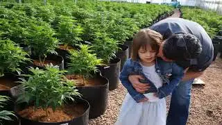 EL NUEVO PARADIGMA DE LA MARIHUANA COMO ELIXIR MEDICINAL NO PSICOACTIVO