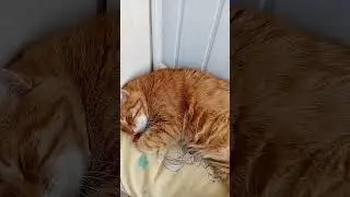 Упражнение. #catshorts #catvideos #pets #animals #sleep #сон #упражнения #видосыоткота #цытаты #мур