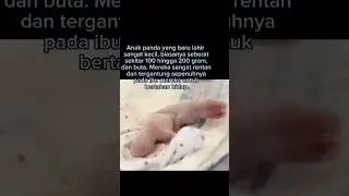 Anak panda baru lahir sebesar kue donat