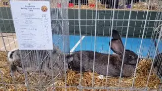 Expozitie Iepuri  Oradea 2019-Rabbits Exhibition