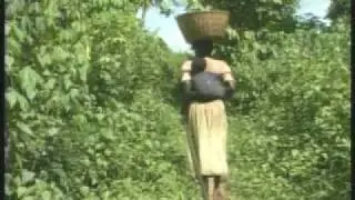 Vivani Chocolate - From Bean to Bar