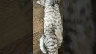 #cat #kitten #catlover #cute #catsleeping