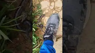 Millipede ARRGGGH