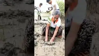 Mangroves plantation