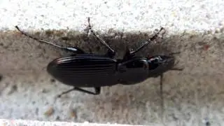 Ground Beetle (Carabidae: Pterostichus) Close-up