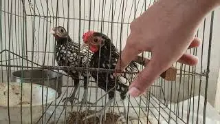 How to take care of your Silver sebright chicks | Silver sebright chicks Update 11