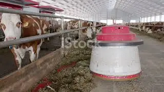 How AI is milking the Dairy industry?